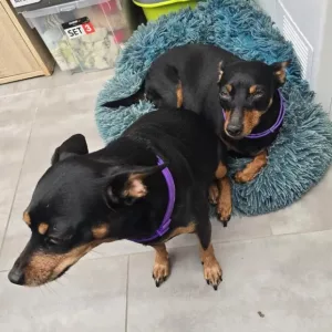 Recebi 3 colares calmantes com feromônio para cães do cliente D***l