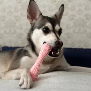 Recebi o Brinquedo de Limpeza Dental para Cães do cliente T***e.