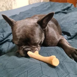 Recebido Pau de Mastigar de Madeira com Galhada para Cão do cliente B***n.