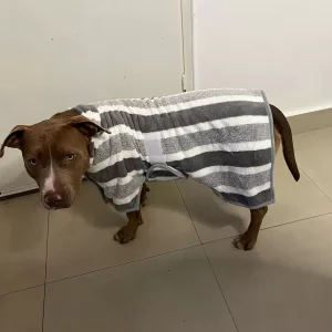 Recebido roupão de banho absorvente para cães do cliente M****y.