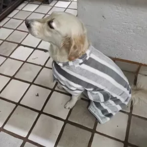 Recebi o roupão de banho absorvente para cães da cliente B****e.