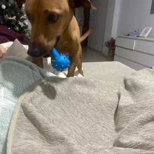Recebi o Brinquedo de Borracha com Apito em Forma de Haltere para Cão do cliente M****n.