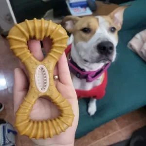 Recebi o Brinquedo Indestrutível de Madeira para Mastigar e Limpeza dos Dentes do cliente B****e.