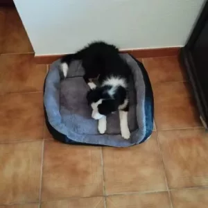 Recebi a cama lavável para cães com colchão de pelúcia do cliente B*****l.