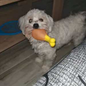 Recebeu o Brinquedo de Mastigar Pernil de Frango com Apito do cliente M*******e.