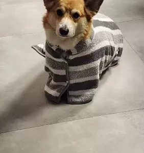 Robe de banho absorvente para cães recebido da cliente E***a.