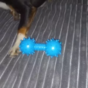 Recebido brinquedo de borracha com apito em forma de haltere para cães do cliente T****m.