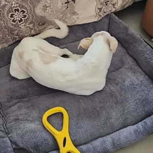 Cama de cão lavável com colchão de pelúcia recebida do cliente N***o.