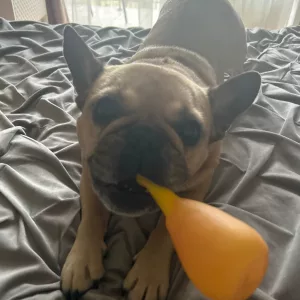 Brinquedo de mastigar para cães Pernil de Frango com guincho recebido do cliente X****o.