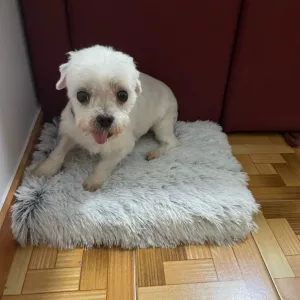 Cama de peluche super macia para cães recebida do cliente U****p.