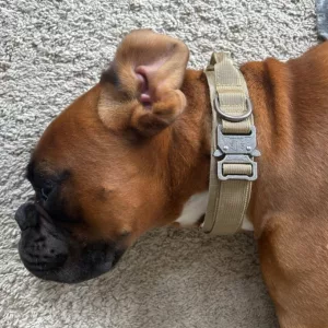 Coleira Tática para Treino Canino com Fivela de Metal recebida do cliente K***e.