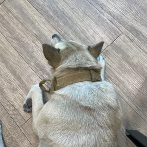 Coleira tática para cão com suporte para AirTag e pega, recebida da cliente V*****a.