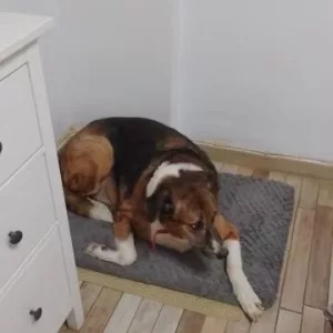 Cama curta de peluche recebida com capa removível do cliente K****l.