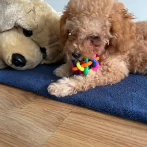 Bola colorida para cães com guizo recebida do cliente M*****n.